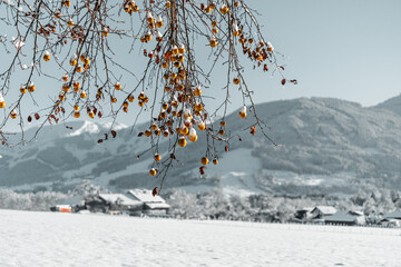 Intense scenery at a beautiful but freezing cold winter morning with amazing colores in the nature of austria.