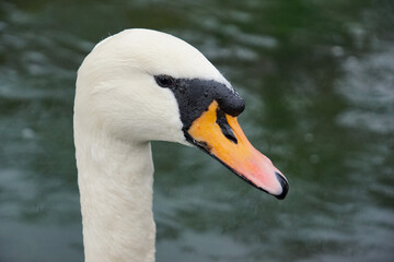 close up of white swan head and neck. portrait of elegant mute swan on river 