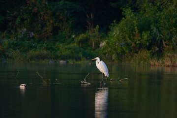 Great egret,, Ardea alba,, on amazing danubian wetland, Slovakia