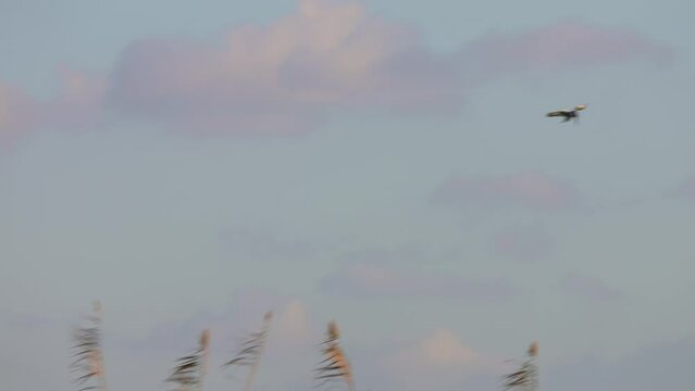 Pied Kingfisher (Ceryle rudis) hovering whilst hunting for fish