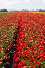 Rows on a field of blooming terry red open and tulip buds in Holland