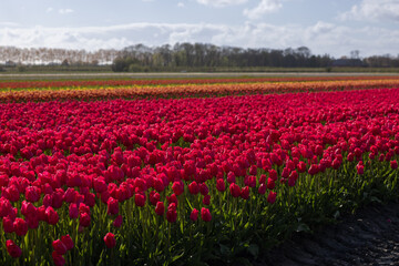 A plot of red blooming tulips in a field near a forest close-up, blurred background
