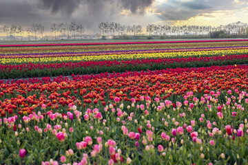 Colorful multi-colored rows of blooming tulips on a field in Holland