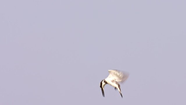 female Pied Kingfisher (Ceryle rudis) hovering whilst hunting for fish