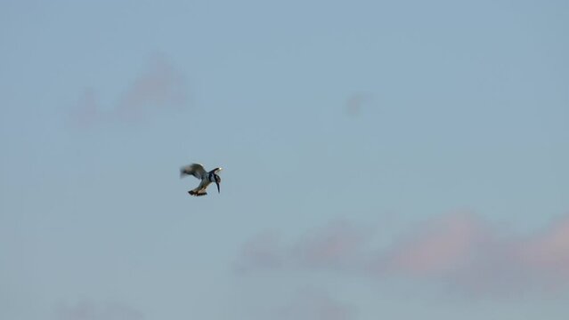 male Pied Kingfisher (Ceryle rudis) hovering whilst hunting for fish
