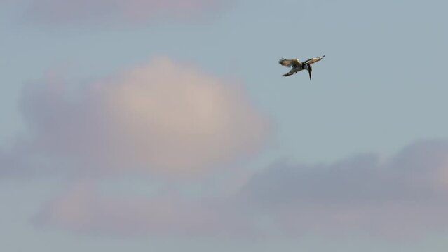 male Pied Kingfisher (Ceryle rudis) hovering whilst hunting for fish