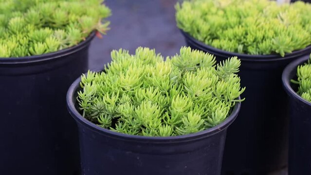 Selective focus shot of Jenny's stonecrop plants growing in plant pots in plants nursery
