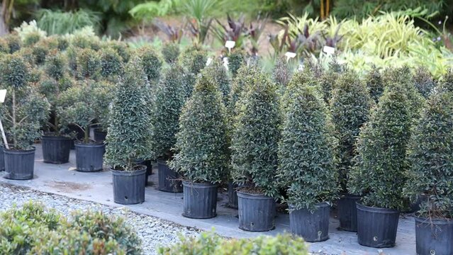 Green shrubs in plant pots for sale in an outdoor wholesale plant nursery in daylight