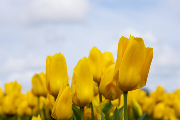 Obraz premium bright yellow large tulip flowers on a light sky background