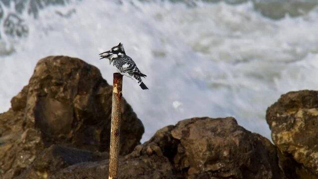 male Pied Kingfisher (Ceryle rudis) with fish in the beak