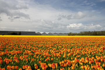 Fototapeta premium Orange red and yellow tulips on the field near the greenhouses