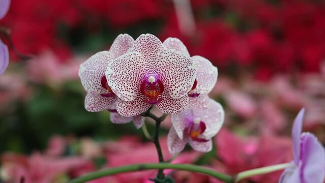 Selective focus shot of moth orchids blooming in an outdoor plants nursery with blur background