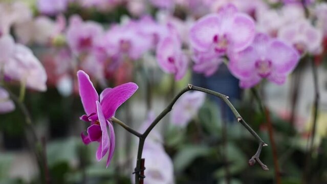 Selective focus shot of a pink moth orchid in an outdoor plants nursery with blur background