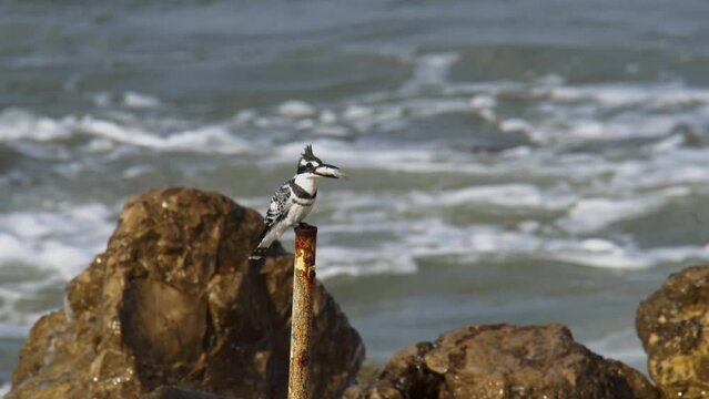 male Pied Kingfisher (Ceryle rudis) with fish in the beak