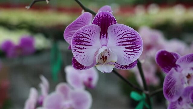 Selective focus shot of moth orchid flowers in an outdoor plants nursery with blur background