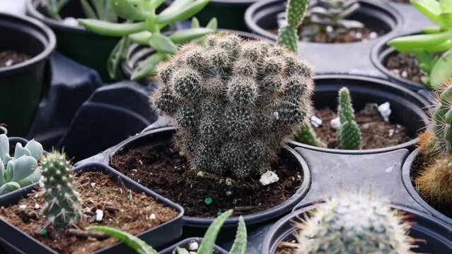 Closeup footage of a rebutia cactus growing in a plant pot in a plants nursery with blur background