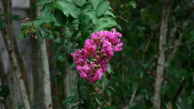 Pink flowers of crepe-myrtle flowering plants under the rain in the garden in daytime