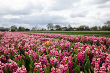 Rows of pink hyacinths in bloom with a yellow pink tulip in the foreground on the field