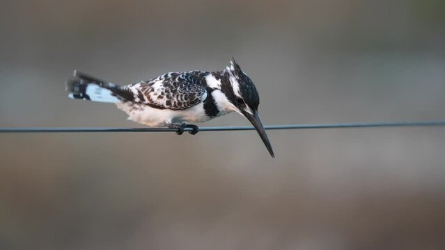 female Pied Kingfisher (Ceryle rudis) perching on a wire
