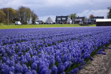Rows of lilac flowering hyacinths in a field near the village