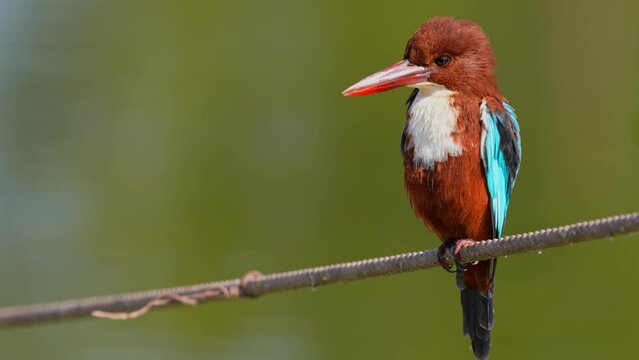 White- throated Kingfisher (Halcyon smyrnensis) perching on a wire