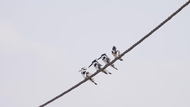 Pied Kingfisher (Ceryle rudis) Family of four Pied Kingfishers on a wire