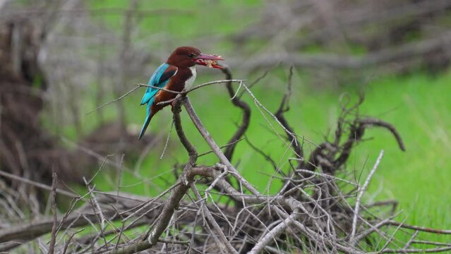 white-throated kingfisher (Halcyon smyrnensis) also known as the white-breasted kingfisher perching on a tree cracking and swallowing crab (Potamon potamios)