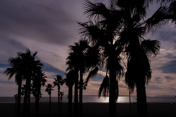 Twilight Through the Cluster of Palms at Huntington Beach Including Reflection on Water,...