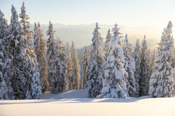 Snow covered fir trees during the sunset. Austrian Alps
