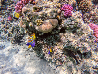 Angel fish or Royal angelfish (Pygoplites diacanthus) at the Red Sea coral reef..