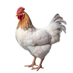 Fototapeta premium Chicken isolated on transparent background