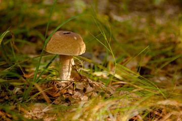 Boletus mushroom in the wild. Porcini mushroom grows on the forest floor at autumn season..