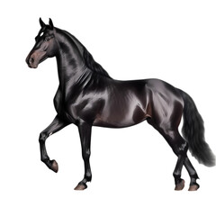 Obraz na płótnie Canvas Black horse isolated on transparent background