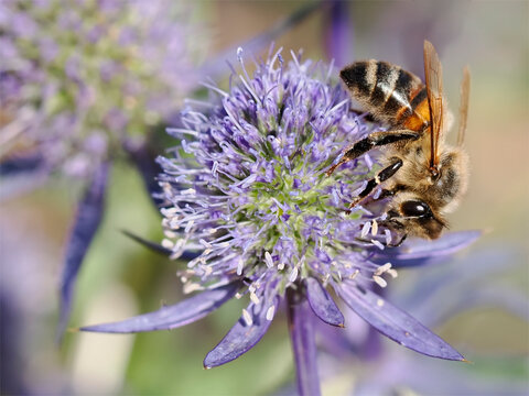 Macro of honey bee (Apis) feeding on blue thisle (Eryngium planus ou Echinops ritro) and seen from profile