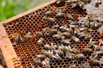 Working bee on the honeycomb with sweet honey..