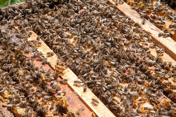 Open hive showing the bees swarming on a honeycomb..