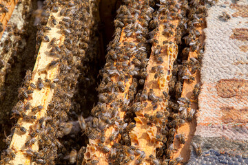 Open hive showing the bees swarming on a honeycomb..