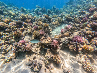 Underwater life of reef with corals and tropical fish. Coral Reef at the Red Sea, Egypt.
