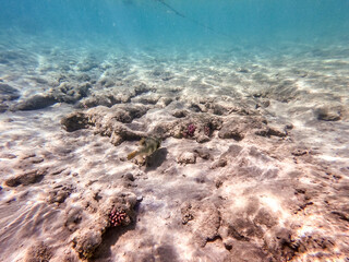 Whitespotted Puffer (Arothron hispidus) at coral reef..