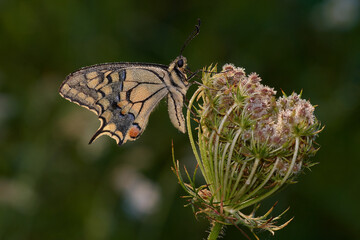 Old world swallowtail,, Papilio machaon,, on wildflower in summer morning, Danubian wetland,...