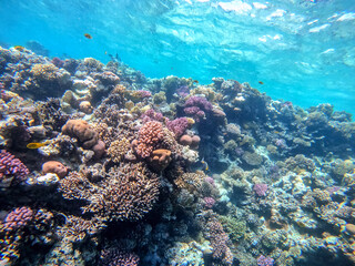 Obraz premium Underwater life of reef with corals and tropical fish. Coral Reef at the Red Sea, Egypt.