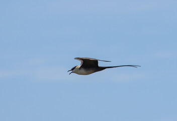 Long-Tailed Jaeger (Stercorarius longicaudus) flying against blue sky, in Abisko national park, northern Sweden.