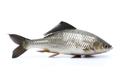 Obraz premium fish isolated on white background