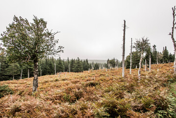 Fototapeta na wymiar Mountain scenic trail after rain Green forest hill Cape Breton Highlands National Park Nova Scotia Canada