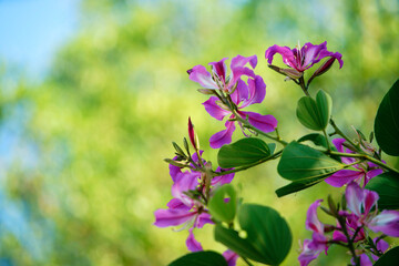 snowy orchid tree flower
