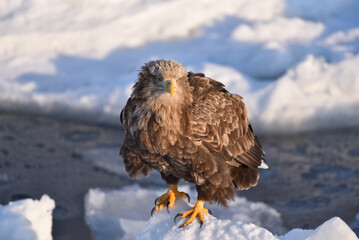 bird watching with floating ices in winter