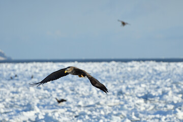 Fototapeta na wymiar bird watching with floating ices in winter