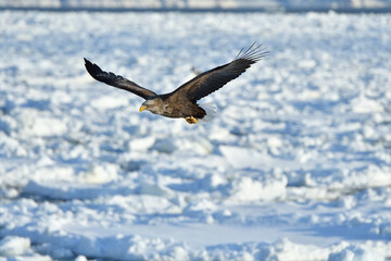 Obraz premium bird watching with floating ices in winter