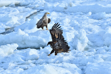 bird watching with floating ices in winter