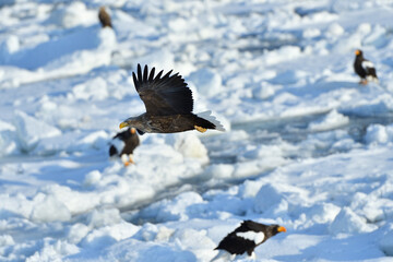 bird watching with floating ices in winter